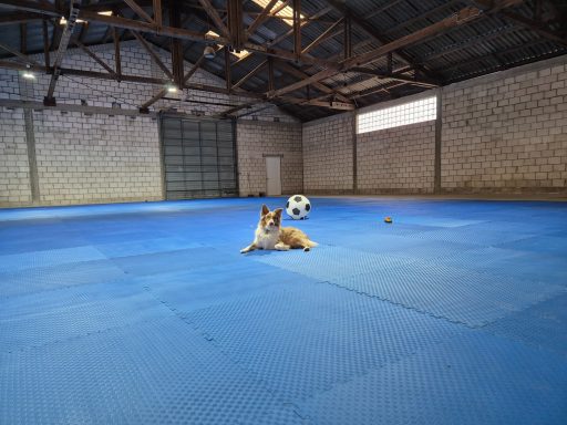 Büren Hundeschule Innenbereich, blauer Boden mit Hund